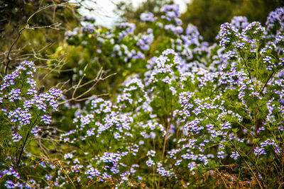 Close-up of purple flowering plants