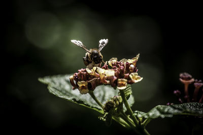 Close-up of butterfly on flower