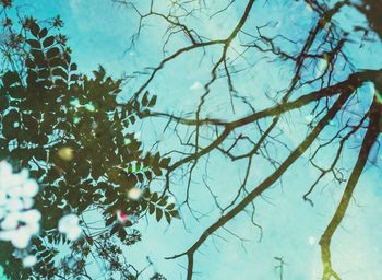 Low angle view of tree against sky