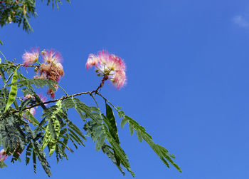 Low angle view of flowering plant against blue sky