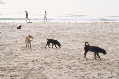 Two dogs on beach
