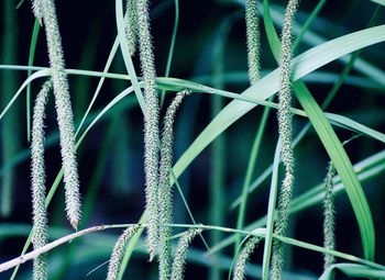 Full frame shot of plants