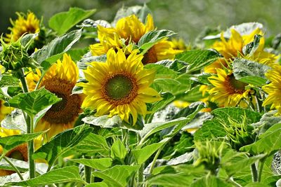 Close-up of yellow flowering plant