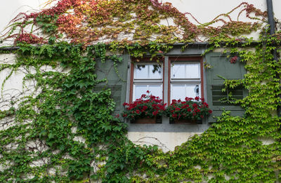 Low angle view of flowering plants on building