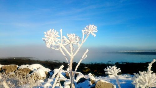 Plants growing on landscape against blue sky