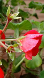 Close-up of red flower