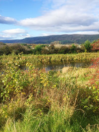 Scenic view of field against sky