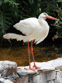 Close-up of stork perching on retaining wall