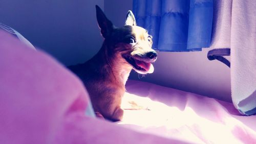 Close-up of dog relaxing on bed at home