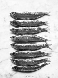 High angle view of dead fish arranged on marble