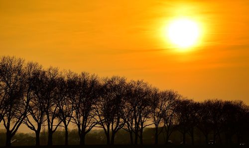 Silhouette of trees at sunset