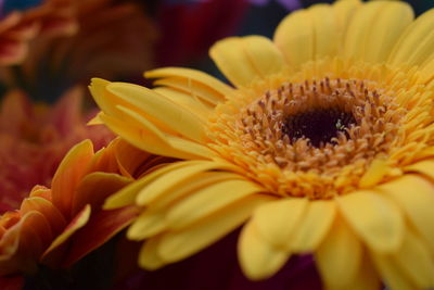 Close-up of yellow flowering plant