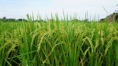 Crops growing on field against sky