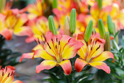 Close-up of yellow flowering plant