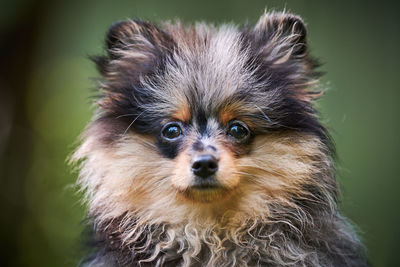 Pomeranian spitz puppy in garden, close up face portrait. cute pomeranian dog. puppy, spitz pom dog