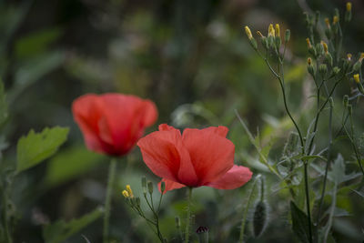 Close-up of red hibiscus blooming outdoors