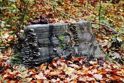 Close-up of tree stump during autumn