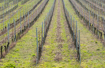 View of vineyard