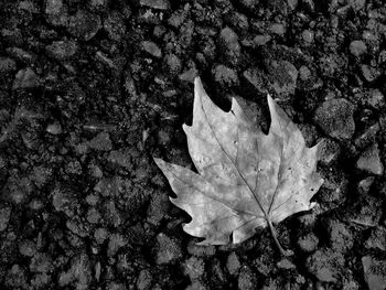 Close-up of leaves