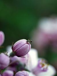 Close-up of ant on purple bud