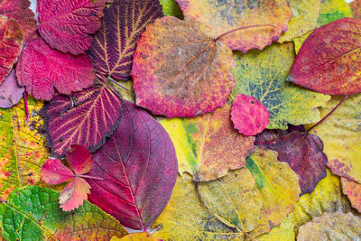 Close-up of autumn leaves