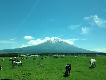 Horses in a field