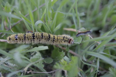 High angle view of insect on plant