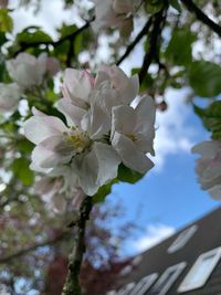 Low angle view of cherry blossom