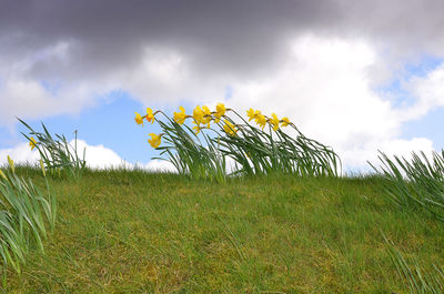 Scenic view of field against cloudy sky