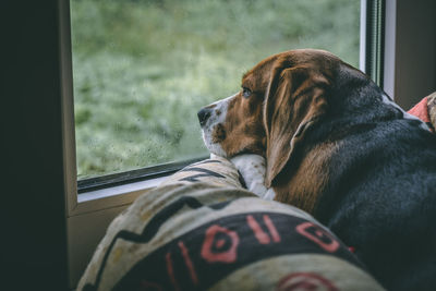 Close-up of dog looking through window at home