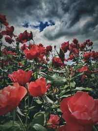Close-up of red poppy flower against clear sky