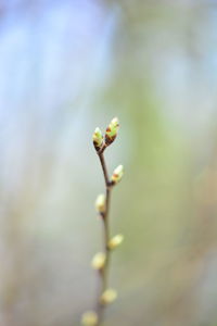 Close-up of flowering plant