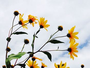 Close-up of yellow flowers blooming against sky