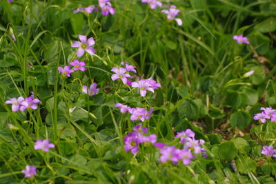 Close-up of pink flowering plants in park