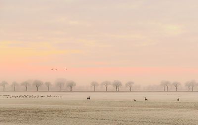 Birds flying over landscape against sky during sunset