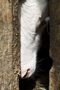 Close-up of cow in barn