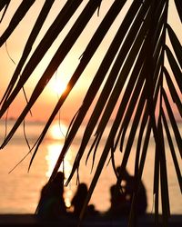 Close-up of silhouette plants against sky during sunset