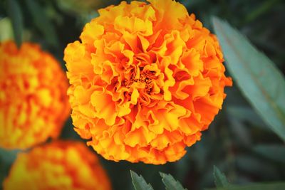 Close-up of orange marigold blooming outdoors