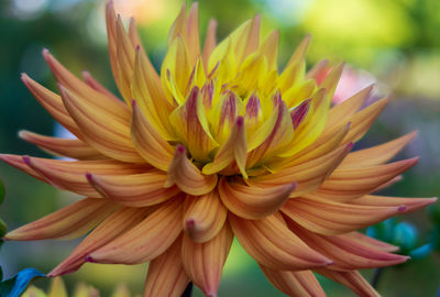 Close-up of flower against blurred background