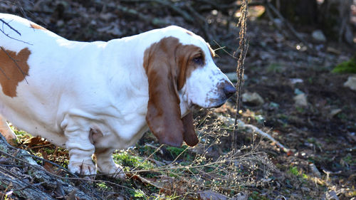 Dog standing in a field