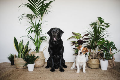 View of a cat sitting on potted plant