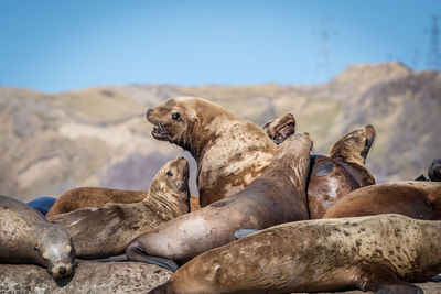 Seals on rock against mountain