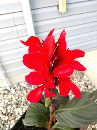 Close-up of red flowering plant