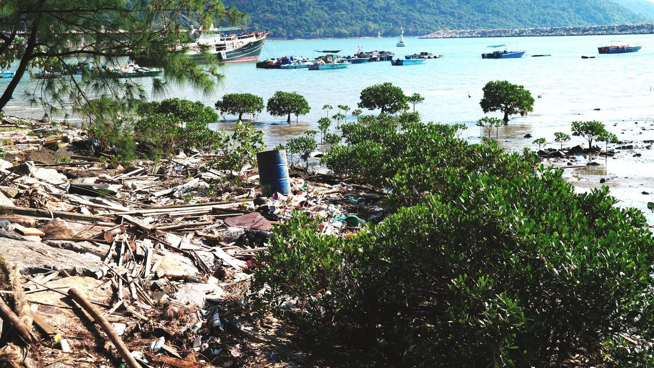 HIGH ANGLE VIEW OF TREES AND PLANTS ON BEACH