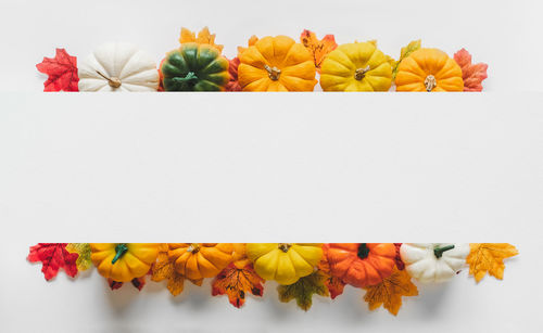 Close-up of multi colored flowers against white background