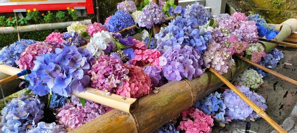 High angle view of purple flowering plants