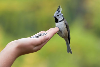 Hand holding bird eating outdoors