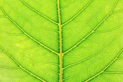 Full frame shot of green leaf