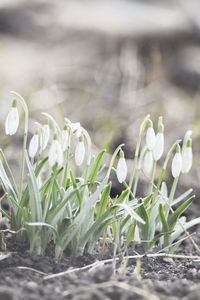 Close-up of fresh white flowers