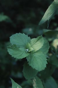 High angle view of flowering plant